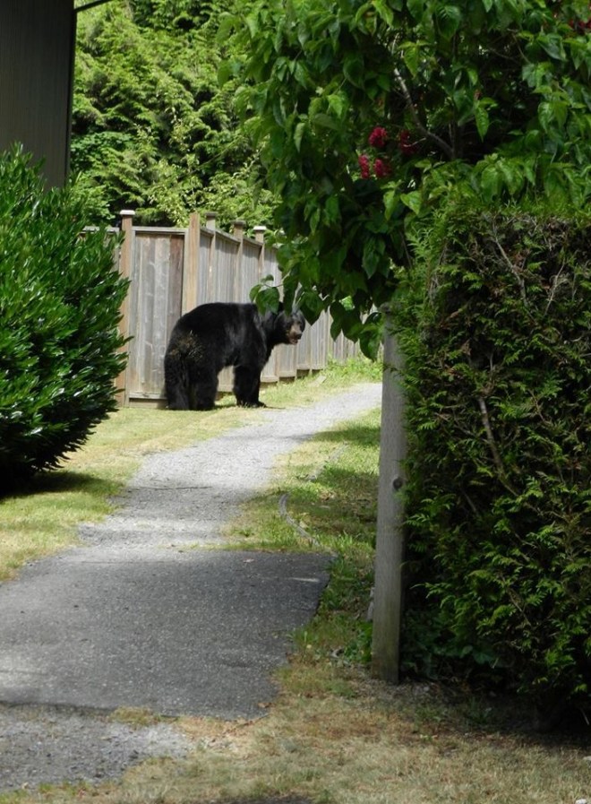 As this big black bear ambled away down this suburban path at Lynn Valley, North Vancouver, he turned to look at us, then continued on his way. Photo ©Gordon Dann
