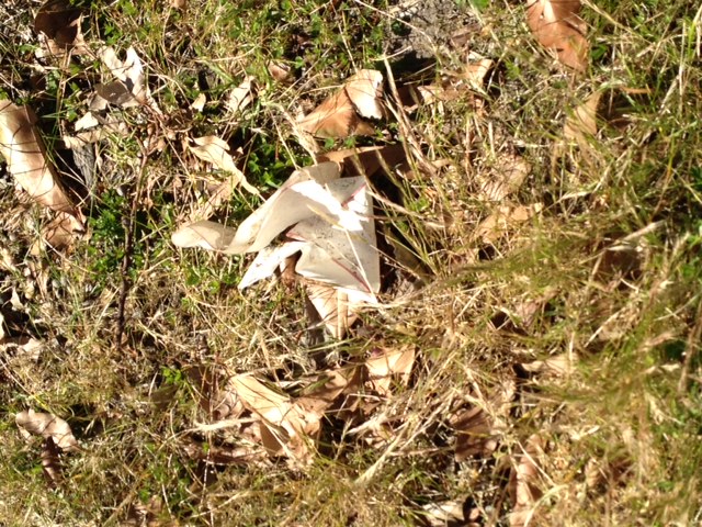 ...But you might be able to bring yourself to pick this up. It's a crumpled bit of paper, in among the leaves and grass.