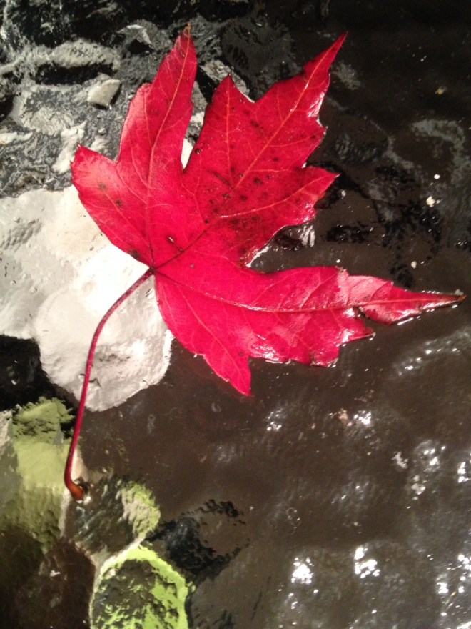 Picture © Caron Eastgate Dann 2014