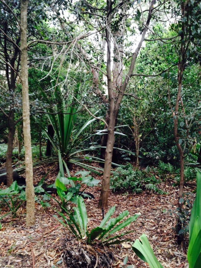Rainforest Walk at Monash University, Clayton campus, Melbourne. The artful rainforest gardens demonstrate a mix of art and science. 